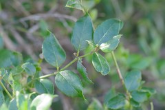 Cassinopsis ilicifolia