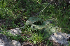 Arphia pseudonietana