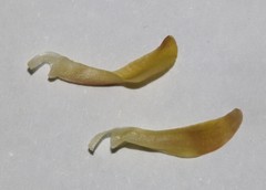 Amphithalea tomentosa