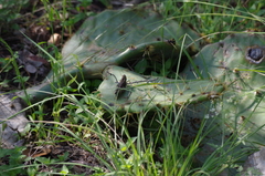 Arphia pseudonietana