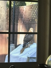 Buteo jamaicensis