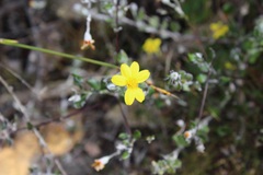 Osteospermum elsieae