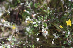 Osteospermum elsieae