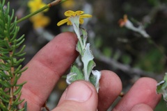 Osteospermum elsieae