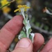 Osteospermum elsieae - Photo (c) Brian du Preez,  זכויות יוצרים חלקיות (CC BY-SA), הועלה על ידי Brian du Preez