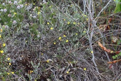 Osteospermum elsieae