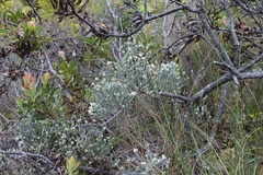 Amphithalea tomentosa