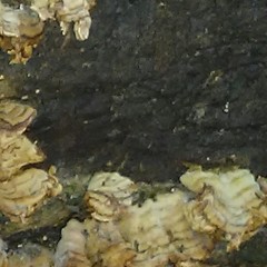 Biscogniauxia nummularia