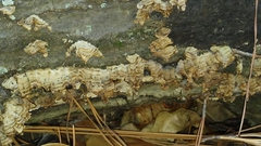 Biscogniauxia nummularia