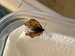 Chlosyne leanira flavodorsalis