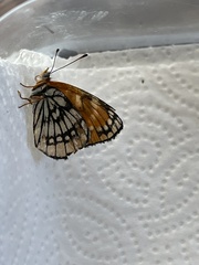 Chlosyne leanira flavodorsalis