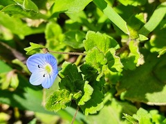Veronica persica