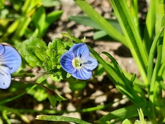 Veronica persica