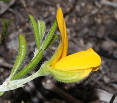 Argyrolobium pachyphyllum