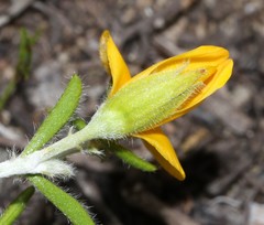 Argyrolobium pachyphyllum