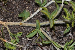 Argyrolobium pachyphyllum