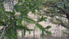 Abies vejarii