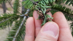 Abies vejarii