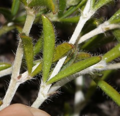 Argyrolobium pachyphyllum