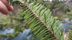 Abies vejarii