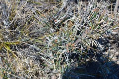 Ephedra compacta
