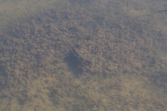 Nitella hyalina