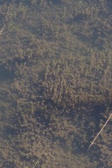 Nitella hyalina
