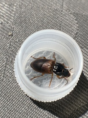 Anisodactylus sanctaecrucis