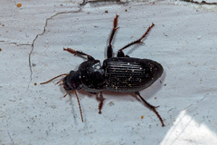 Harpalus