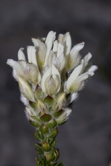 Aspalathus globulosa