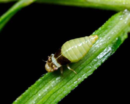 Diamondback Spittlebug photo 4
