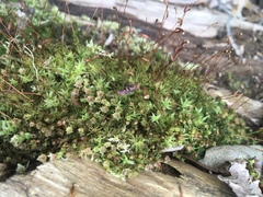 Bryophyta