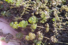 Nitella hyalina