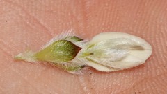 Aspalathus globulosa