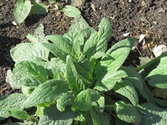 Symphytum caucasicum