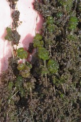 Nitella hyalina