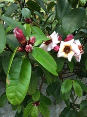 Strophanthus gratus