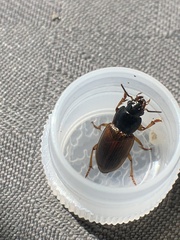 Anisodactylus sanctaecrucis