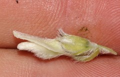 Aspalathus globulosa