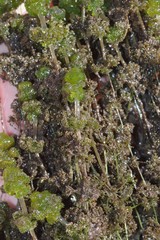 Nitella hyalina