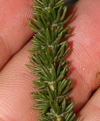 Aspalathus globulosa