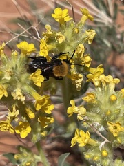 Melecta