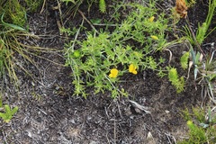 Argyrolobium pachyphyllum