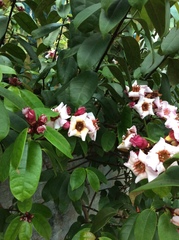 Strophanthus gratus