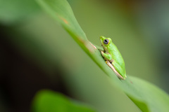 Hyperolius fusciventris