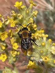 Melecta