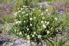 Aspalathus globulosa