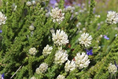 Aspalathus globulosa