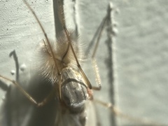 Chironomidae