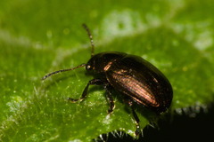 Eumolpinae